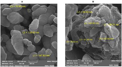 Folic Acid-Coated Nanochitosan Ameliorated the Growth Performance, Hematological Parameters, Antioxidant Status, and Immune Responses of Rainbow Trout (Oncorhynchus mykiss)